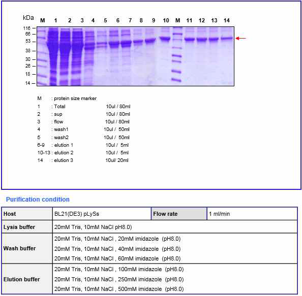 BoNT B translocation domain (45kDa) purification result