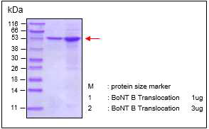 Purity and quantitative analysis of BoNT B translocation domain