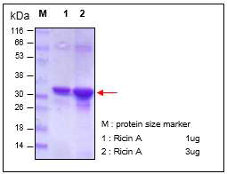 Purity and quantitative analysis of Ricin A chain