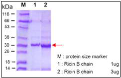 Purity and quantitative analysis of Ricin B chain