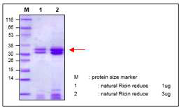 Purity and quantitative analysis of natural Ricin