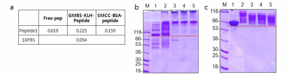 BoNT A peptide 1, 2, 3 4 conjugation result