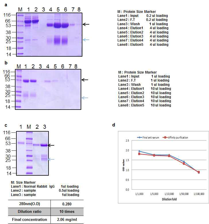 BoNT A peptide 1 Rabbit 1 antibody Affinity purification result