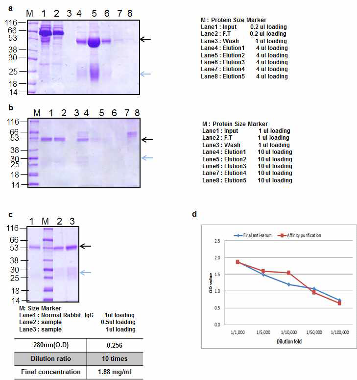 BoNT A peptide 2 Rabbit 2 antibody Affinity purification result
