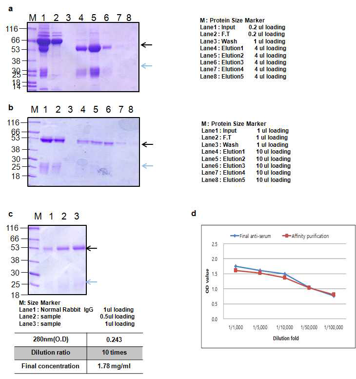 BoNT A RBD full Rabbit 1 antibody Affinity purification result