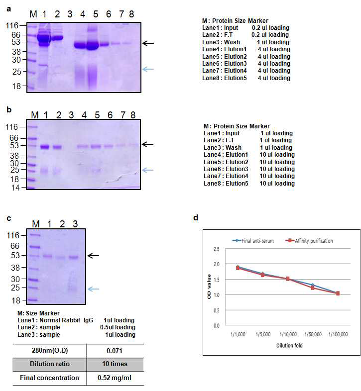 BoNT A catalytic domain Rabbit 1 antibody Affinity purification result