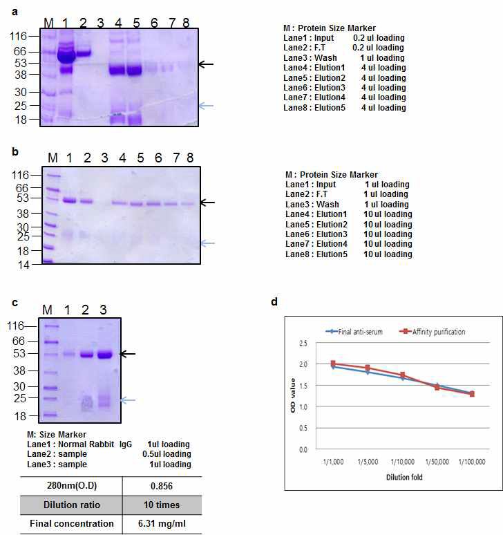 BoNT A catalytic domain Rabbit 2 antibody Affinity purification result
