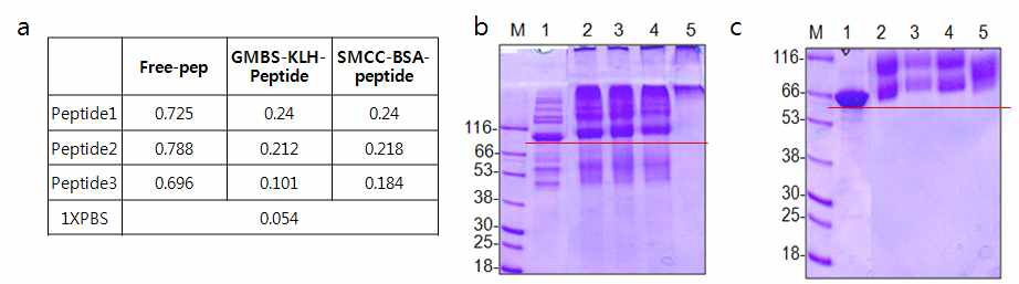 BoNT B peptide 1, 2, 3, 4 conjugation result