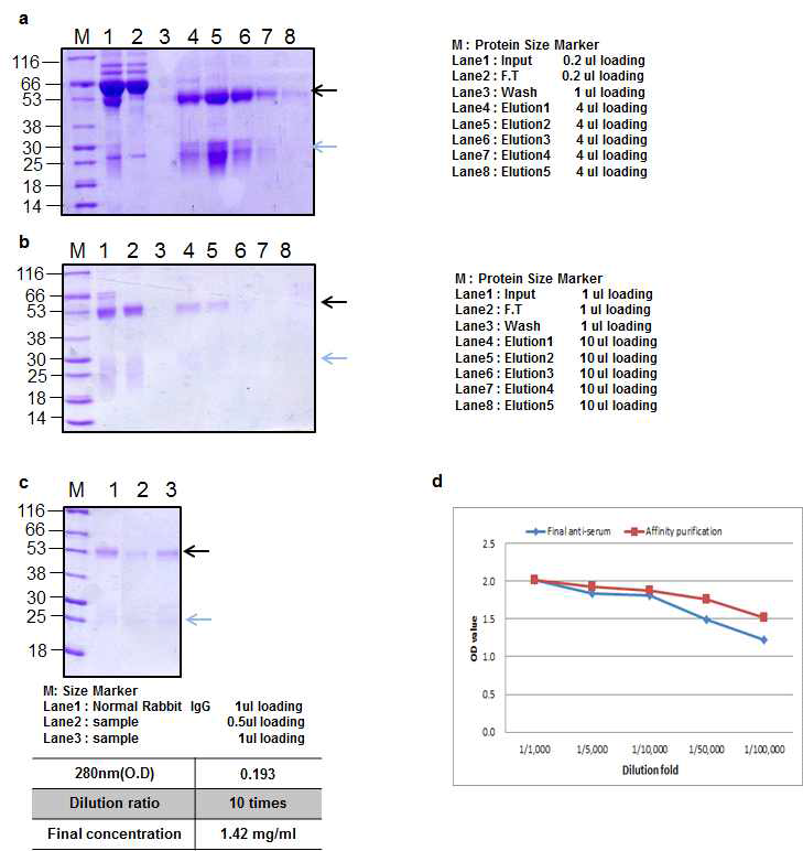 BoNT B peptide 1 Rabbit 2 antibody Affinity purification result