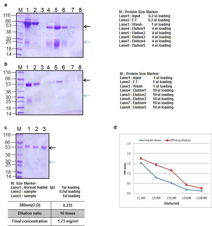 BoNT B peptide 2 Rabbit 1 antibody Affinity purification result