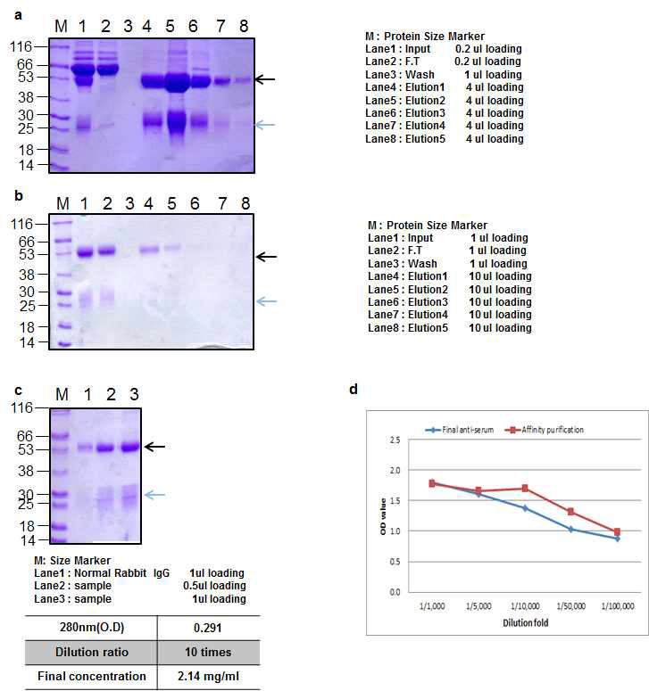 BoNT B peptide 2 Rabbit 2 antibody의 항체 Affinity purification result