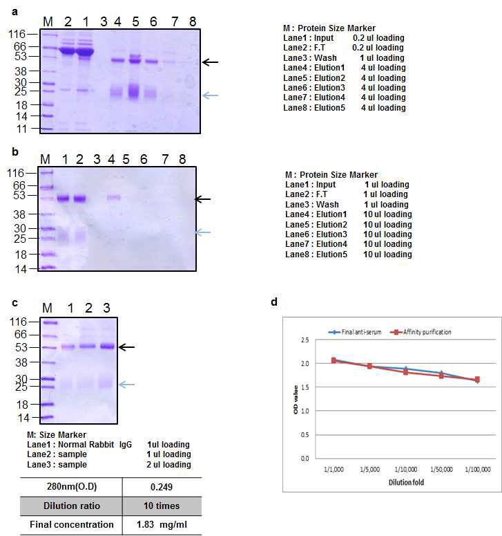 BoNT B peptide 3 Rabbit 1 antibody Affinity purification result