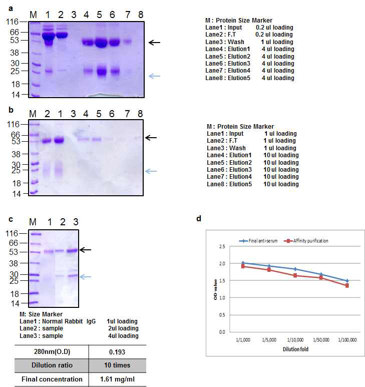 BoNT B peptide 3 Rabbit 2 antibody Affinity purification result