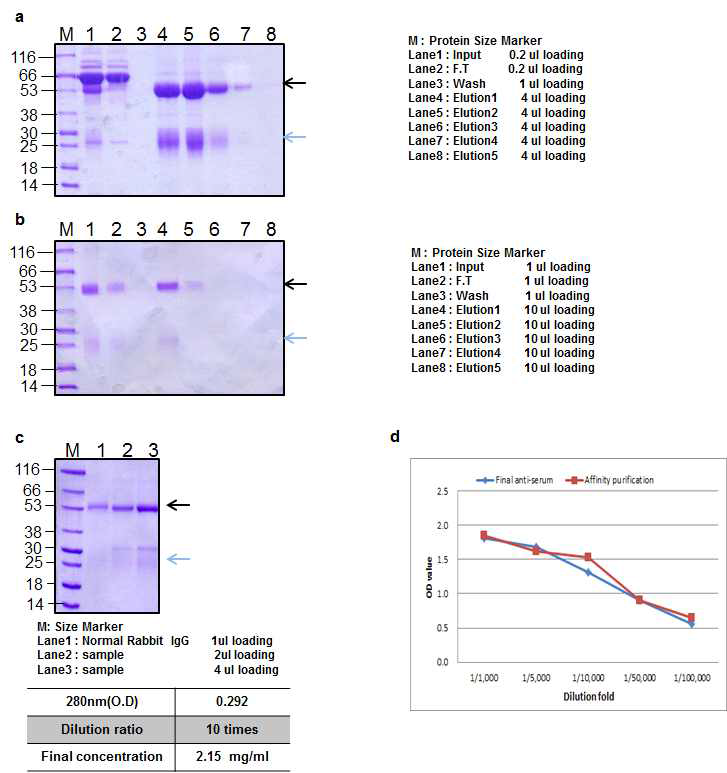 BoNT B peptide 4 Rabbit 1 antibody Affinity purification result