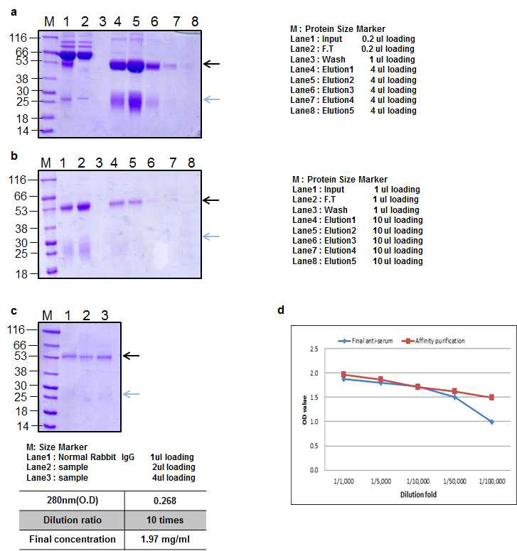 BoNT B peptide 4 Rabbit 2 antibody Affinity purification result