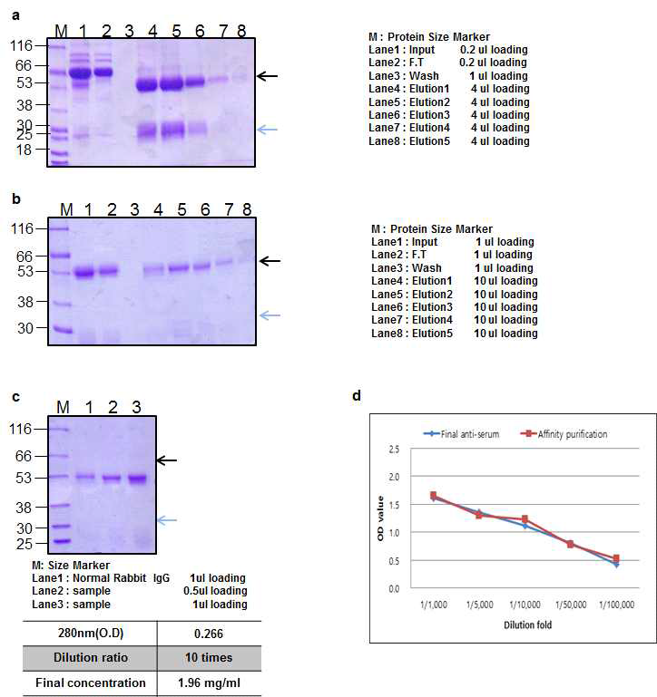 BoNT B RBD small Rabbit 2 antibody Affinity purification result