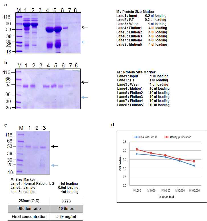 BoNT B catalytic domain Rabbit 1 antibody Affinity purification result