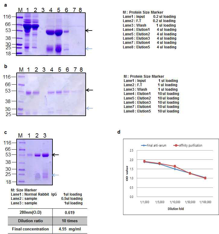BoNT B catalytic domain Rabbit 2 antibody Affinity purification result