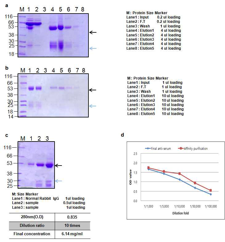 BoNT B translocation domain Rabbit 1의 antibody Affinity purification result
