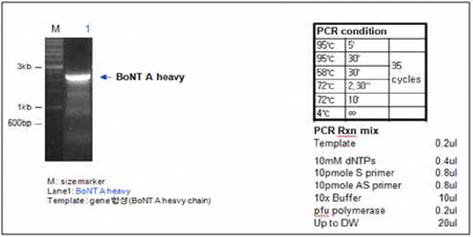 BoNT A heavy chain PCR result