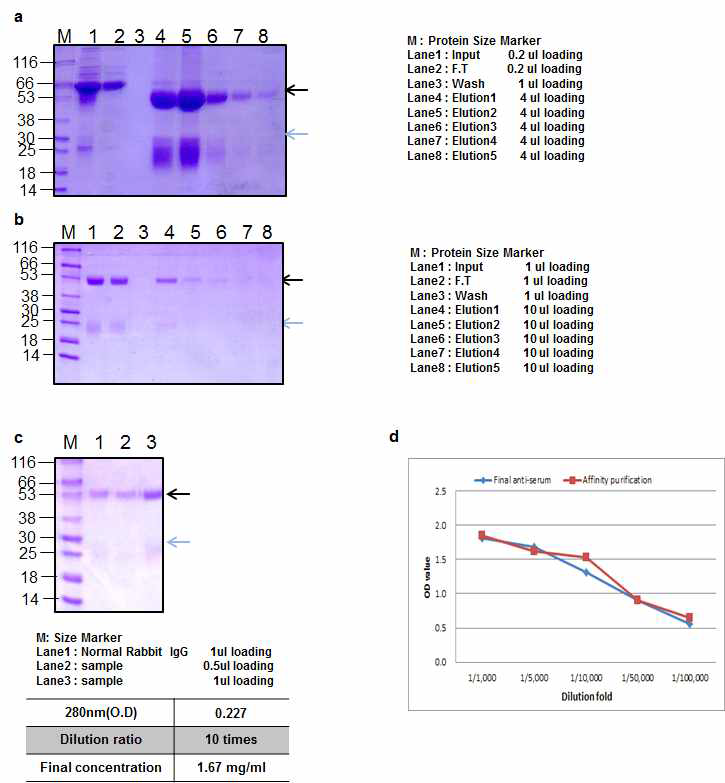 Ricin peptide 1 Rabbit 1 antibody Affinity purification result