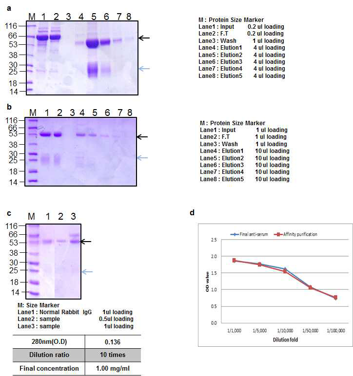 Ricin peptide 1 Rabbit 2 antibody Affinity purification result