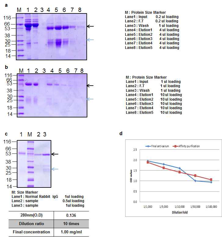 Ricin peptide 2 Rabbit1 antibody Affinity purification result