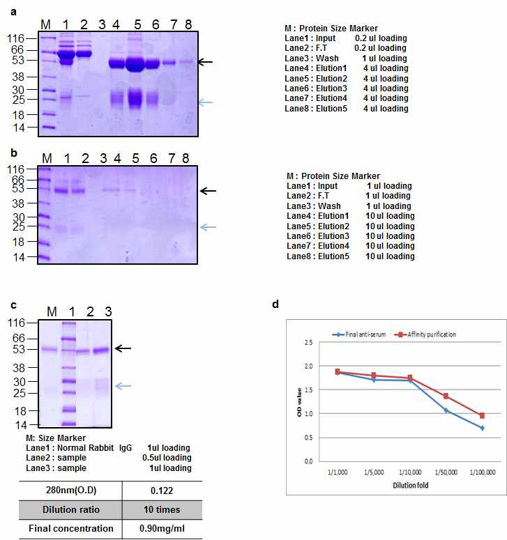 Ricin peptide 2 Rabbit 2 antibody Affinity purification result