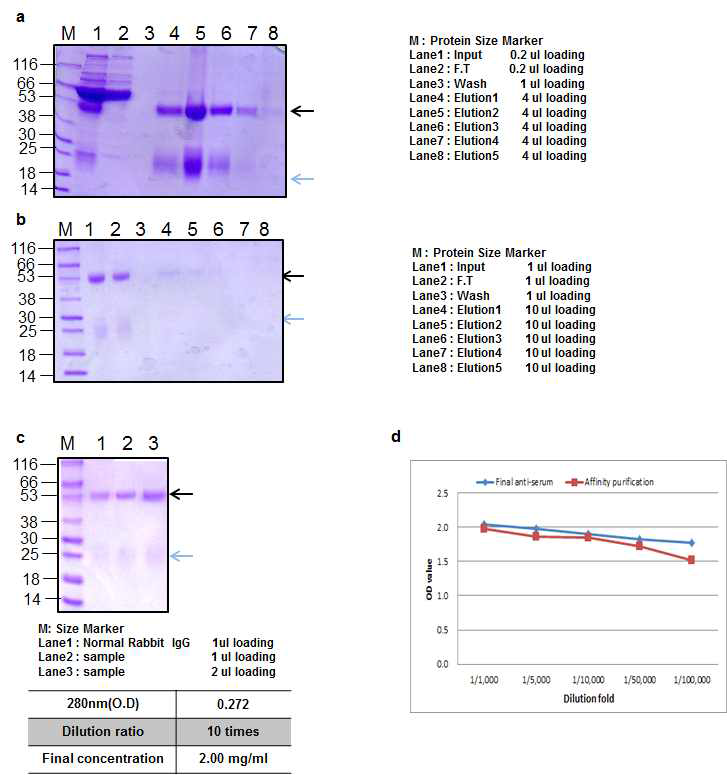 Ricin peptide 3 Rabbit 1 antibody Affinity purification result