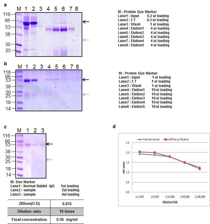 Ricin peptide 3 Rabbit 2 antibody Affinity purification result