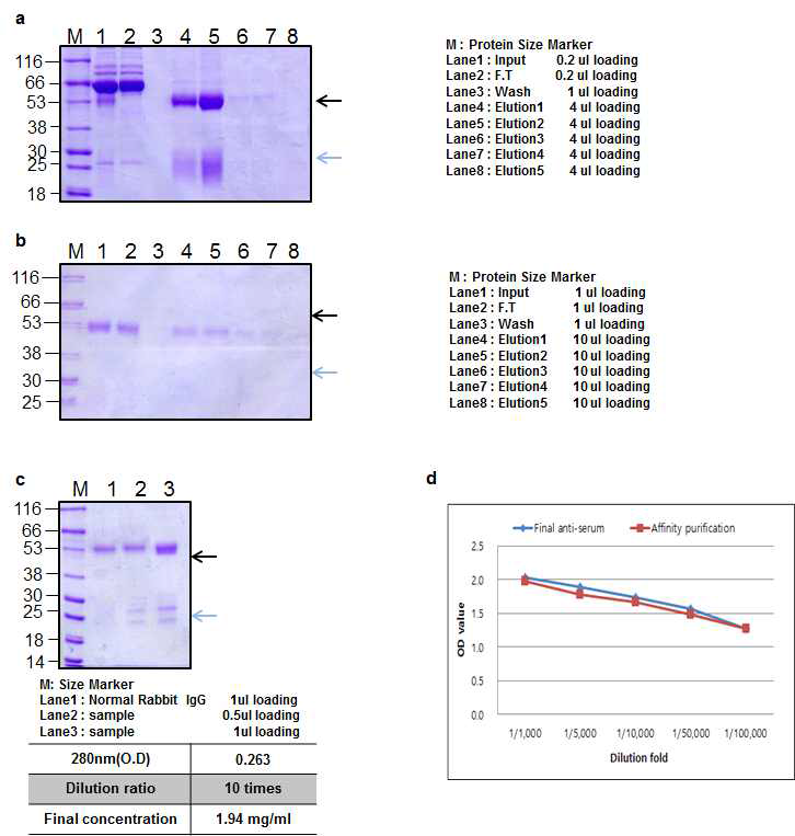 Ricin B chain Rabbit 1 antibody Affinity purification result