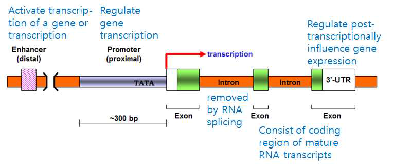 현재까지 알려진 다양한 형태의 유전자 조절 요소 (regulatory element).