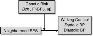 Conceptual risk model of gene-environment risk predicting cortisol and blood pressure