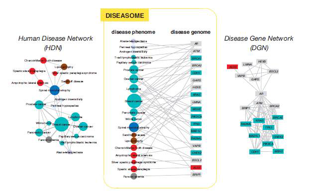 Diseasome(질병표현형집합체(disease phenome)와 질병게놈(disease genome))의 양자간 네트워크 구조.