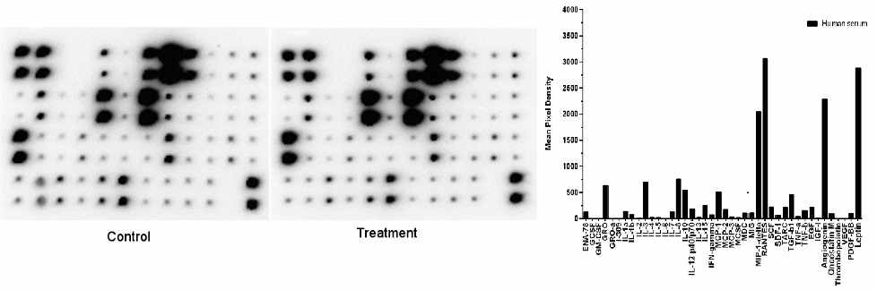 abcam사의 cytokine array (ab133997) 사용 예