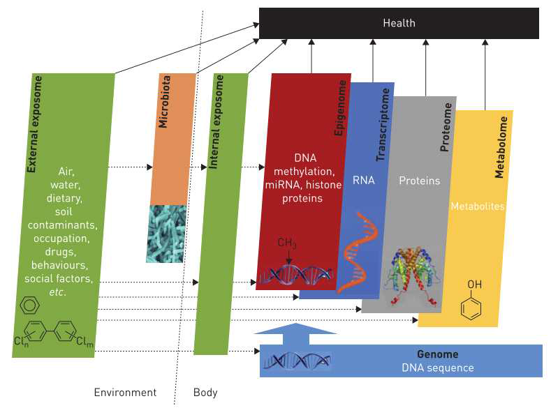 건강에 대한 exposome의 영향 경로와 일부 omics 층에 대한 경로 개략도