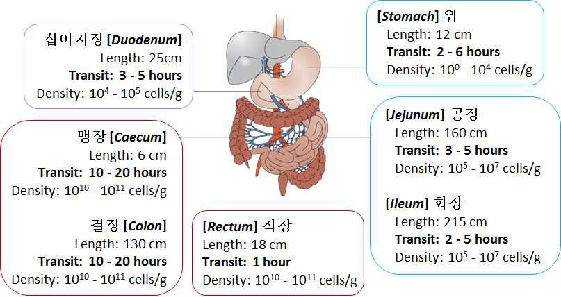 Gastrointestinal Tracts