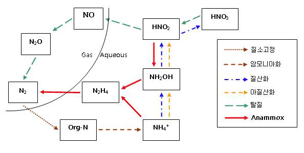 ANAMMOX반응경로