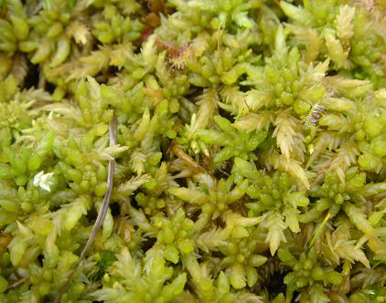 Sphagnum palustre