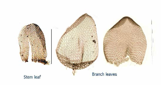 Sphagnum imbricatum 줄기 잎과 가지 잎
