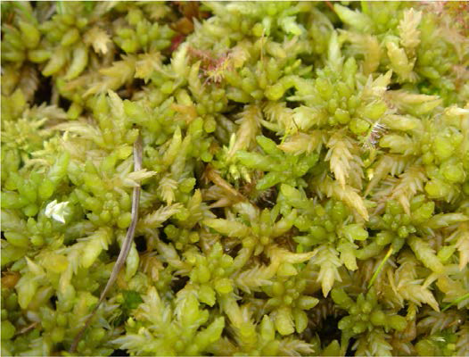 Sphagnum palustre L.