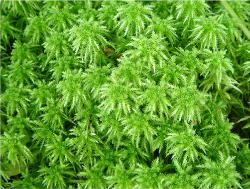 Sphagnum squarrosum Crome