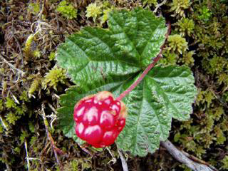 Cloudberry