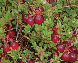 Cranberry