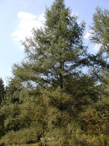 American tamarack