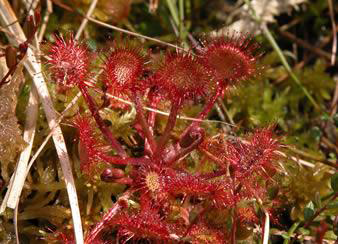 Sundew