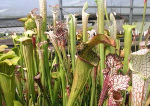 Sarracenia