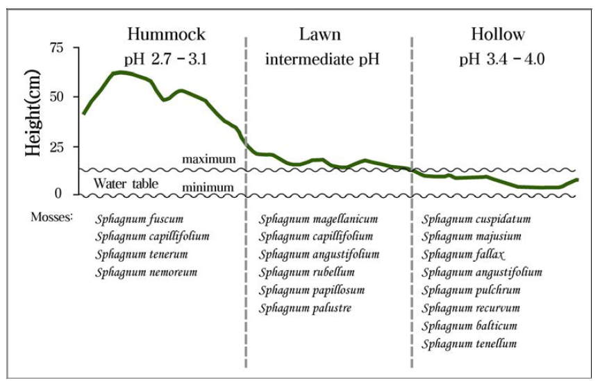 미세지형적 변화에 따른 물이끼종의 생육환경