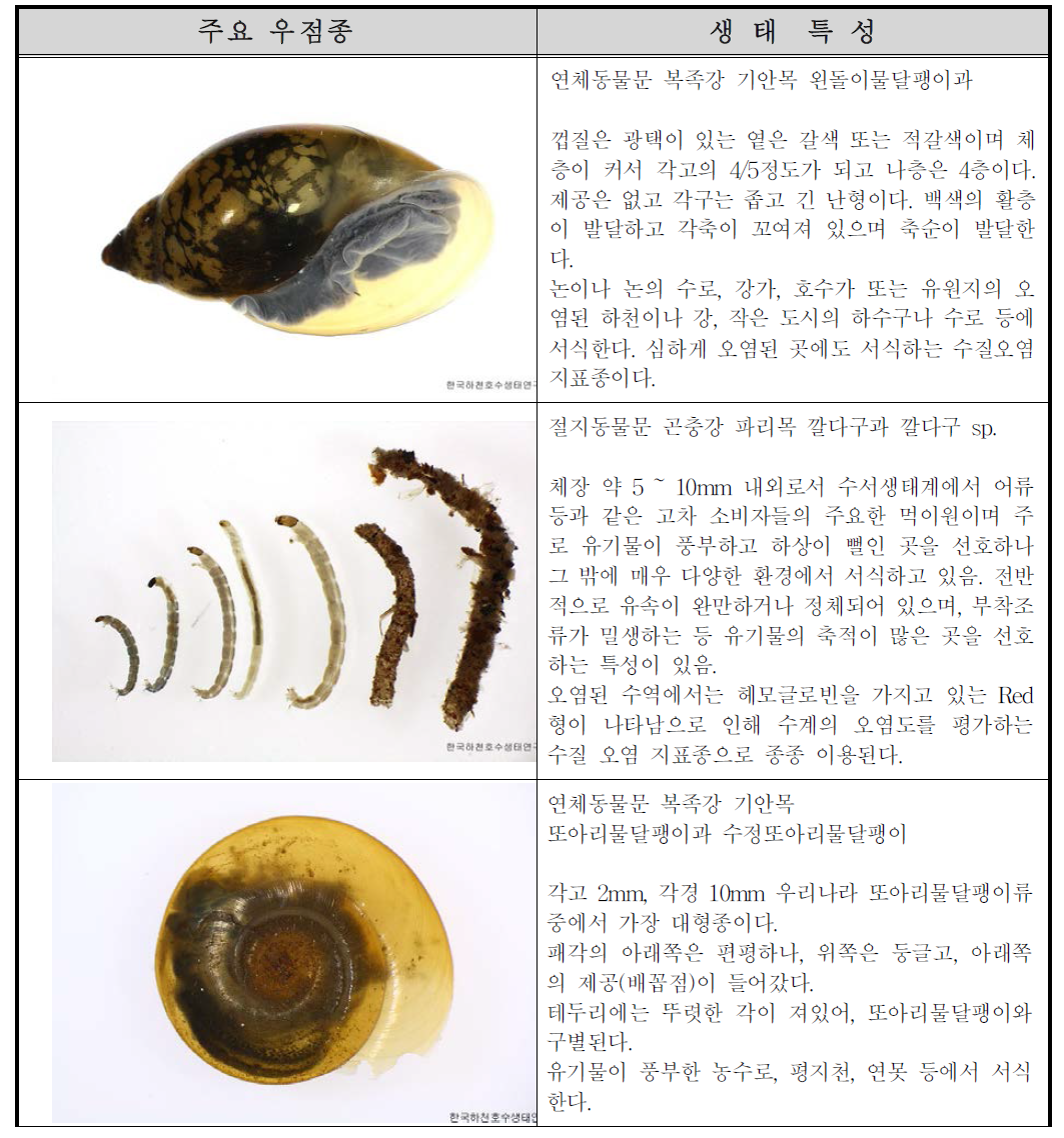 문발유수지 Test-bed 내 저서성 대형무척추동물 주요 우점종 생태특성