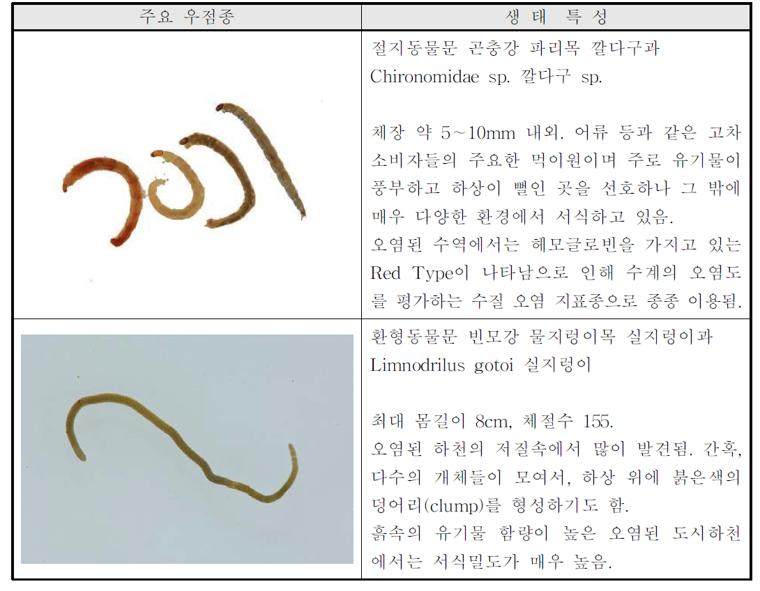 조사수역 내 저서성 대형무척추동물 주요 우점종 생태특성